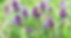 thyme-blossom-bloom-345f20-640.jpg