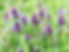 thyme-blossom-bloom-345f20-640.jpg